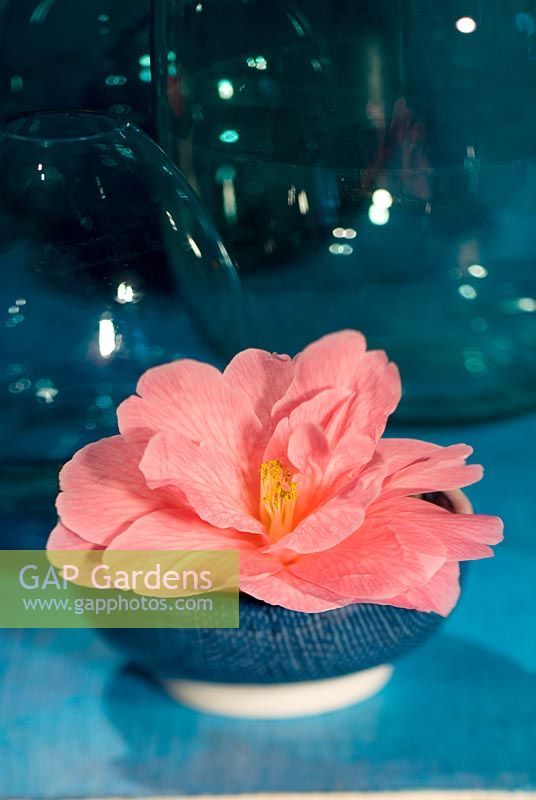 Camellia x williamsii 'Donation' - Single pink flower in a bowl
