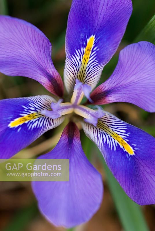 Iris unguicularis - Algerian Iris