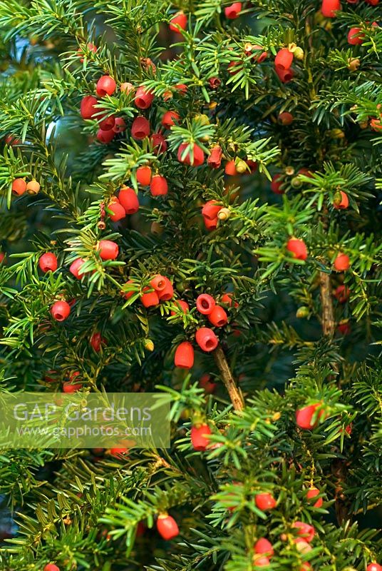 Taxus baccata berries - Common Yew