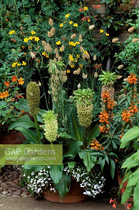 Pot of Eucomis bicolor, hare's tail and white Lobelia with orange flowers of Isoplexis canariensis