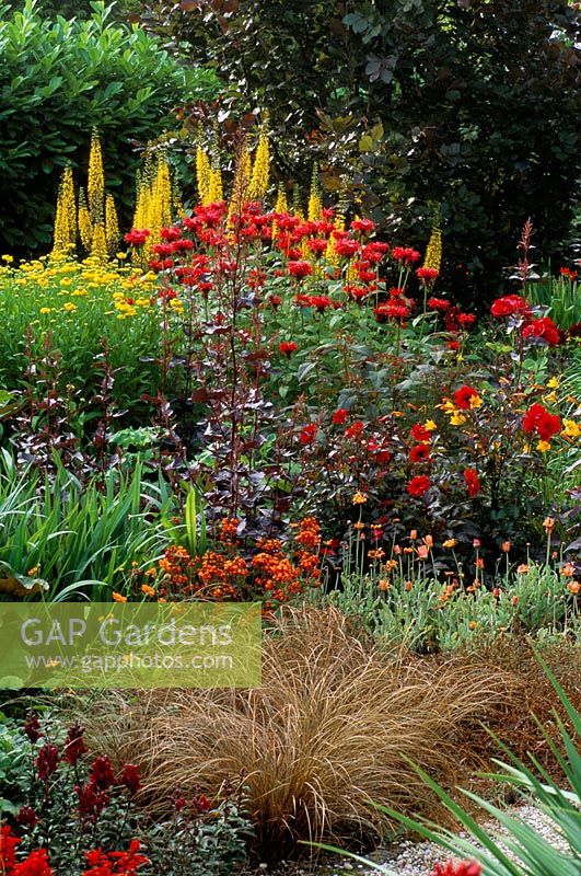 Hot summer border - Carex comans, Ligularia 'The Rocket', Dahlia 'Bednall Beauty' and Monarda 'Cambridge Scarlet' - Bosvigo House, Truro