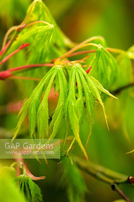 Emerging leaves and young spring growth of Acer palmatum var dissectum viride group