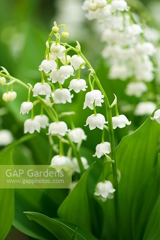 Convallaria majalis 'Bordeaux' - Lily of the valley