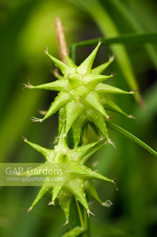 Carex grayi - Gray's sedge