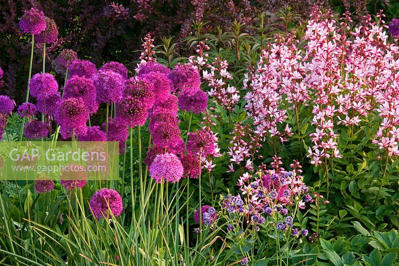 Border in spring with Allium 'Purple Sensation' and Dictamnus var purpureus - Pettifers Garden, Oxfordshire 