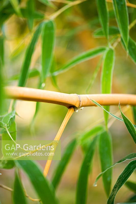Phyllostachys bambusoides 'Allgold'