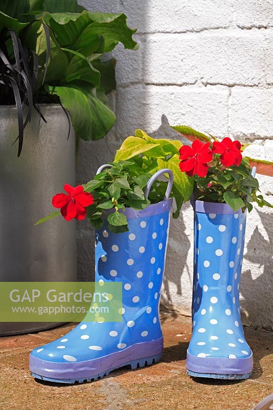 Step 4 - Water the plants in well, and place them in a sheltered spot on a patio, doorstep, or at the front of a flowerbed. Water your flowering boots every day throughout the summer. In autumn, when the summer bedding has died, you can replace it with small daffodil bulbs and little violas.