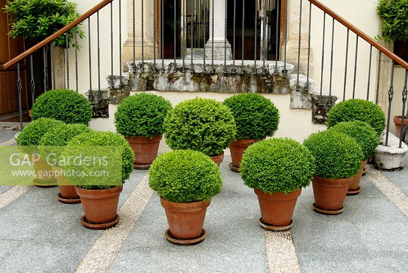 Topiary Buxus balls in terracotta containers in Spanish courtyard garden, Cordoba, Spain