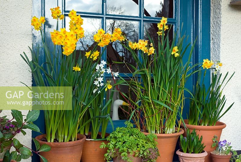 Narcissus 'Soleil d'Or' and Narcissus 'Paperwhites' in terrracotta containers - decorative display of forced bulbs in porch - Norfolk 