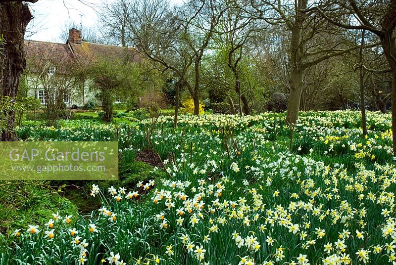 Drifts of mixed Narcissus in the old orchard of Little Becketts, Essex with house in background and stream in Spring