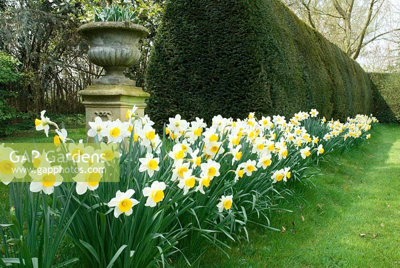 Row of Narcissus along yew hedges with container at Little Becketts, Essex