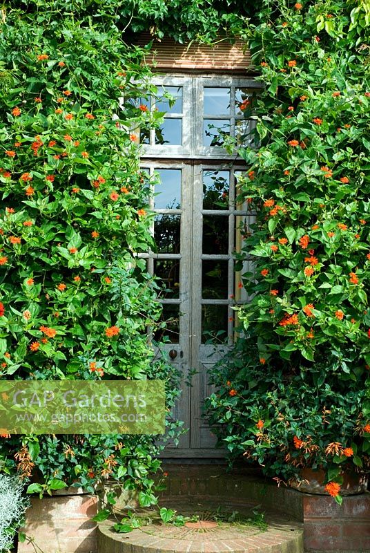 Garden door surrounded by profuse orange-red climber Senecio confusus - Mexican flame vine - East Ruston Old Vicarage, Norfolk
