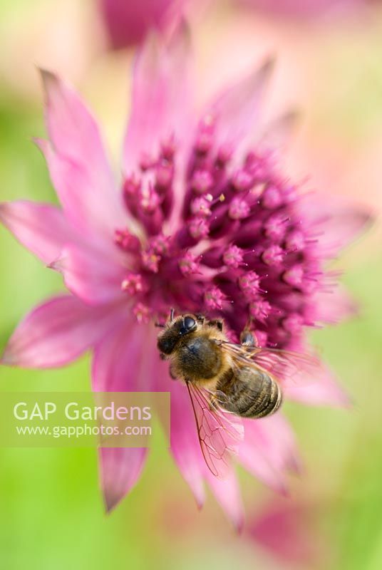 Astrantia major 'Roma' flower with Bee