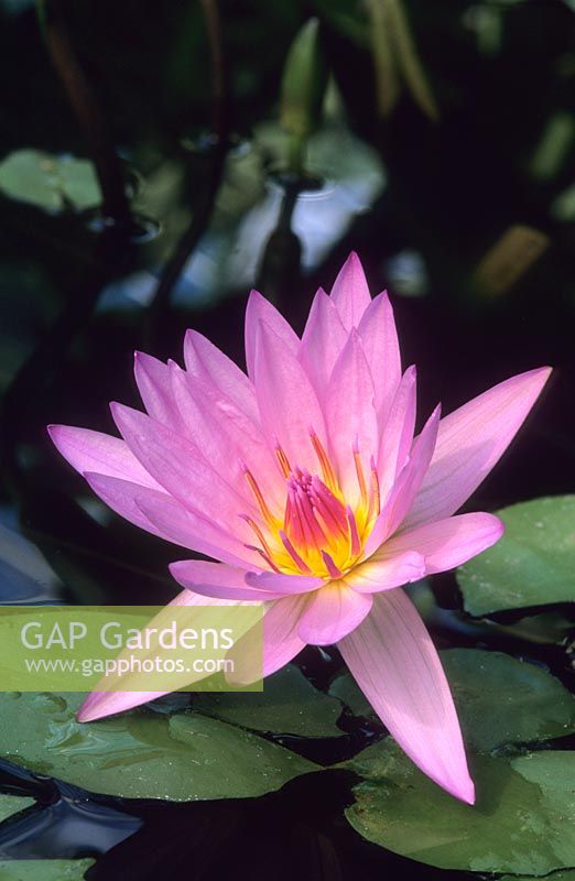Nymphaea 'Excalibur' - Tropical Waterlily 