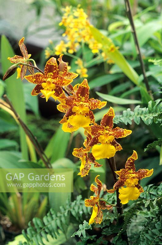 Odontocidium 'Purbeck Gold' - Epiphytic orchid 