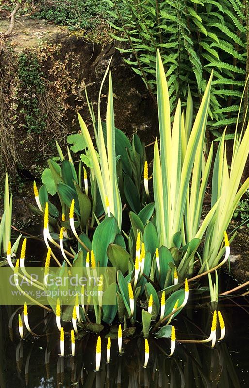Orontium aquaticum with variegated Iris