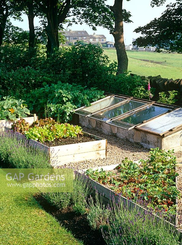 Lavender edged raised beds in vegetable garden with strawberries and lettuces 