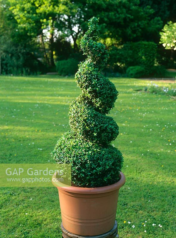 Finished Buxus - Box spiral