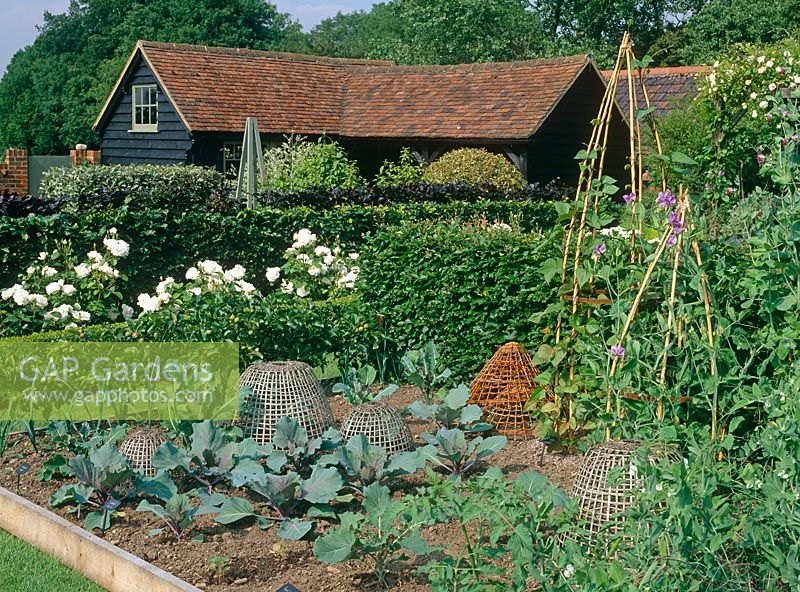Vegetable plot in small country garden with Kentish barn, round bamboo cloches cabbage 'Red Jewel', climbing beans on bamboo tripods, Broad beans, step over apples and Rosa 'Princess of Wales' behind
