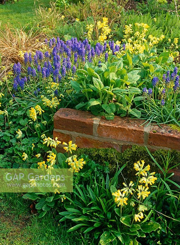 Natural spring planting of Muscari and Primula veris - Cowslips