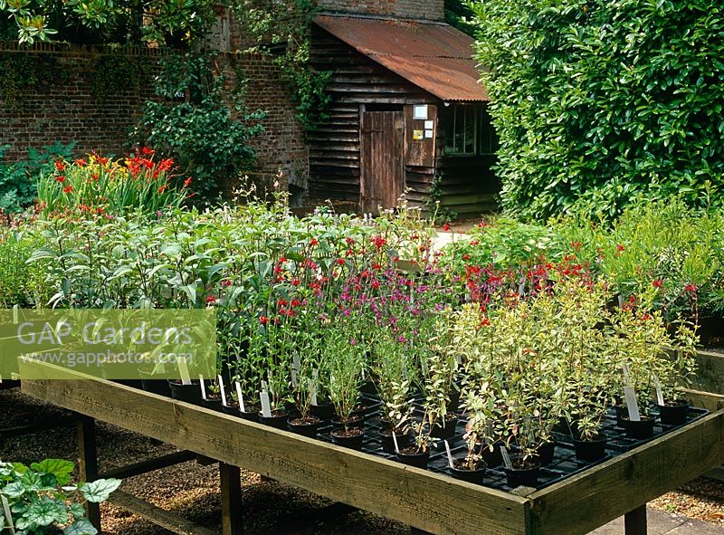Plant sales area at Dyson's Salvia Nursery with lean to shed