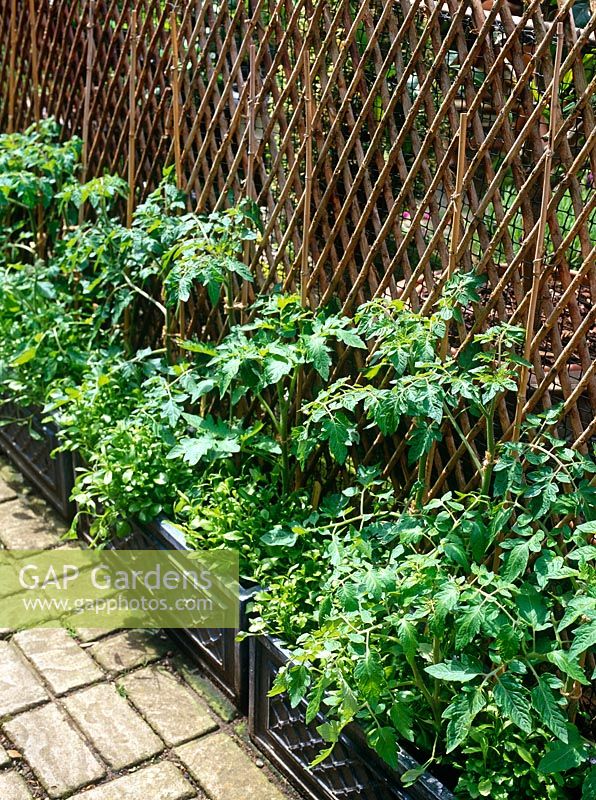 Tomatoes growing in containers against bamboo cane frame in small urban garden
