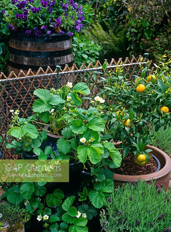 Strawberries and citrus growing in pots in small urban garden with oak water barrel covered in purple pansies