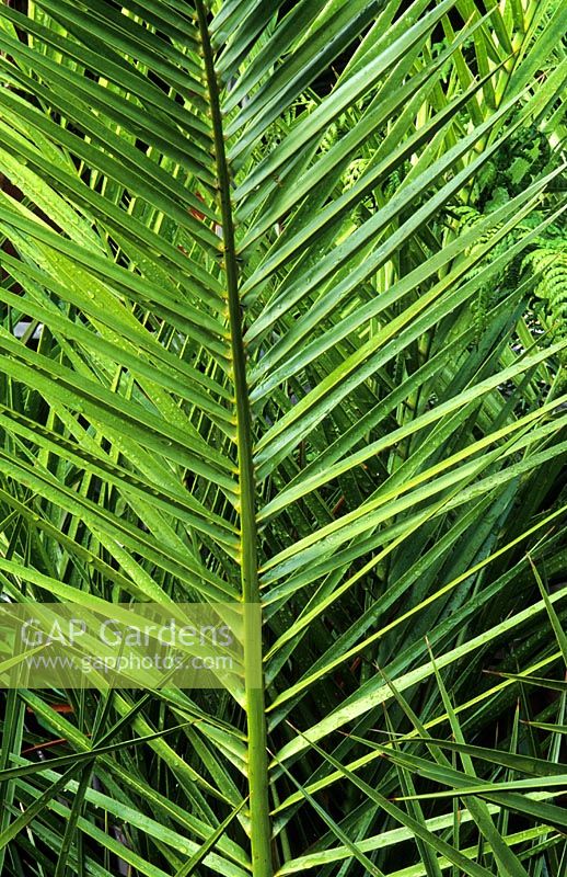 Phoenix canariensis - Dwarf date palm 