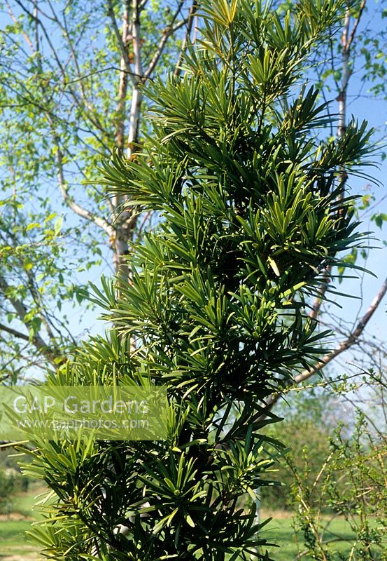 Kusamaki Podocarpus macrophyllus 'Angustifolius'