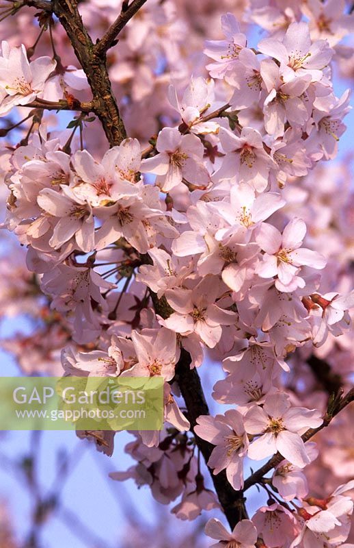Prunus pendula var. ascendens 'Rubra' - Flowering Cherry