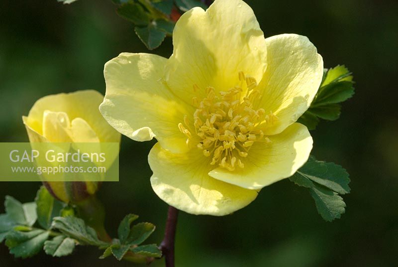 Rosa xanthina 'Canary Bird', syn Rosa 'Canary Bird' flowering in May