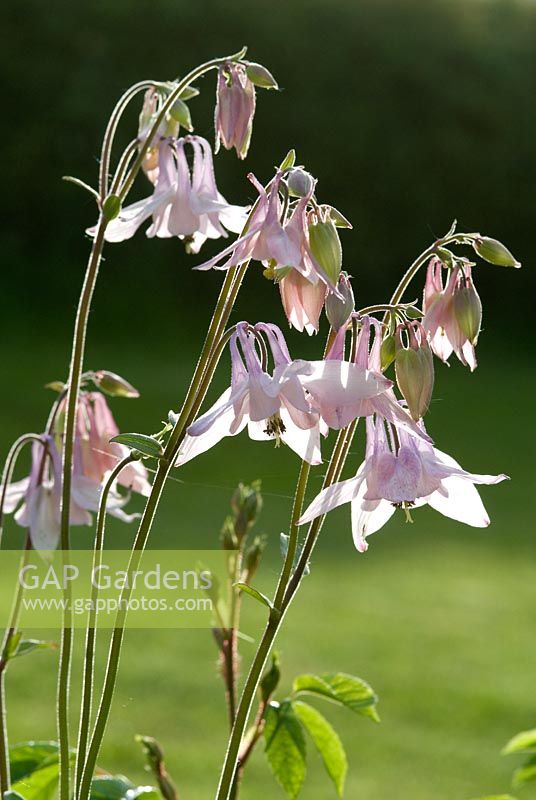 Aquilegia - Granny's Bonnet in evening light, self seeded, flowering in May