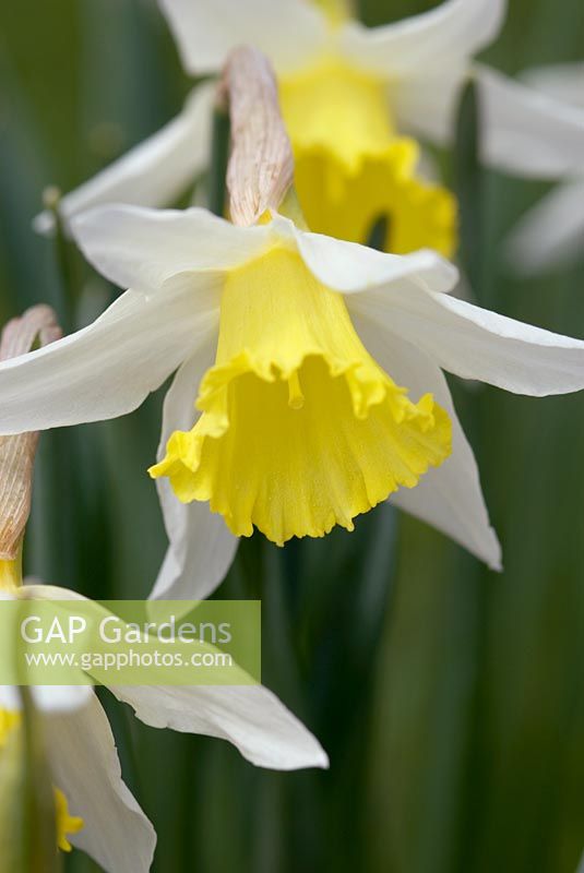 Narcissus 'Jack Snipe' flowering in April