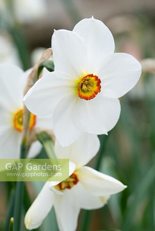 Narcissus poeticus var. recurvus - Old Pheasant's Eye Narcissus, flowering in April