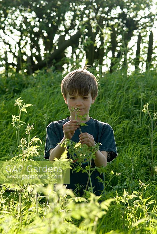 Young boy studying the flowers of Anthriscus sylvestris - Cow Parsley, May