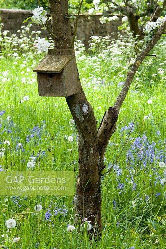 Wooden bird nesting box on an apple tree 
