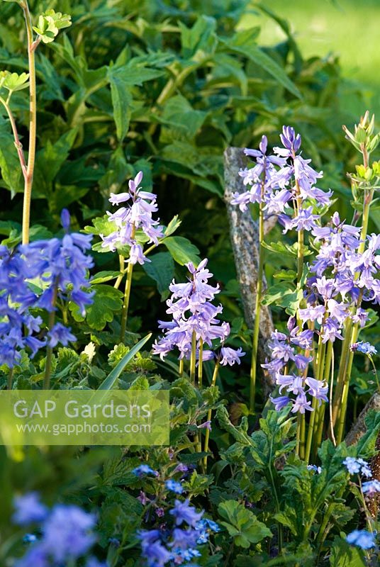 Hyacinthoides hispanica - Spanish Bluebell in a garden border,  May