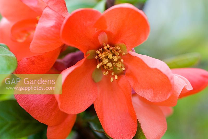Chaenomeles - Flowering quince, Japanese quince or Japonica, flowering in early May