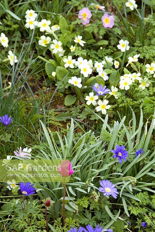 Spring border with Primula vulgaris - Primrose, Anemone pavonina, Anemone blanda and leaves of Galanthus - Snowdrops, April
