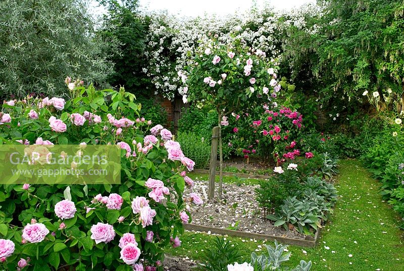 View of rose garden with with square raised beds. Foreground clear pink rose Rosa 'Comte de Chambord', Standard rose Rosa 'Souvenir de Malmaison' and white rambler Rosa 'Seagull'