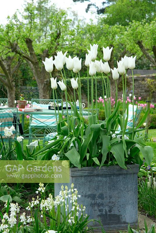 Tulipa 'White Truimphator' in lead container on spring terrace with Hyacinthoides hispanica - white bluebells, and wirework table 