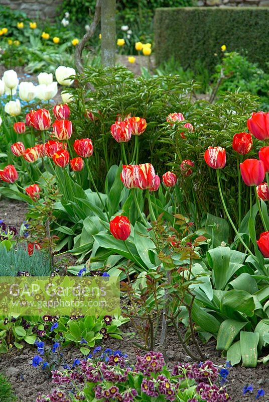Cutting garden bed with Primula auriculas and red virused Tulipa