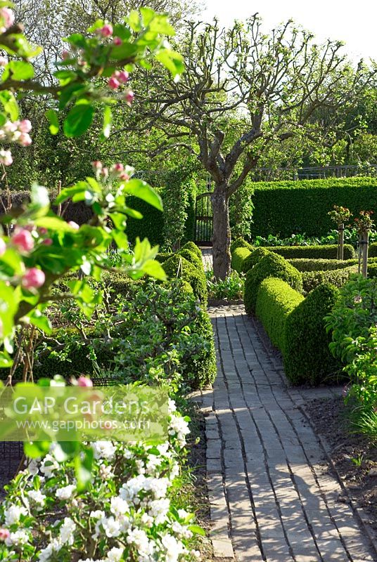 Brick path through formal potager with Buxus - box hedging and espaliered fruit trees in blossom