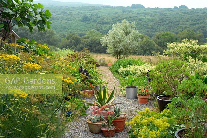 Millenium walk with Dinas Mountain backdrop. Gravel path with Achemilla mollis, Foenicum vulgare and pots of succulents