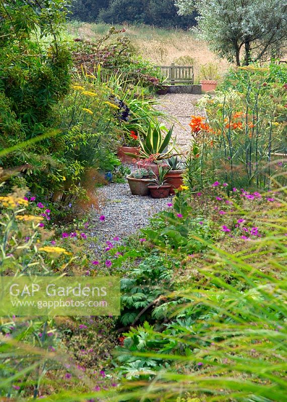 Millenium walk. Gravel path with pots of succulents and plants in the gravel Geranium 'Ann Folkard' Foenicum vulgare and Achemilla mollis