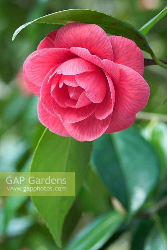 Camellia japonica 'Rubescens Major'
