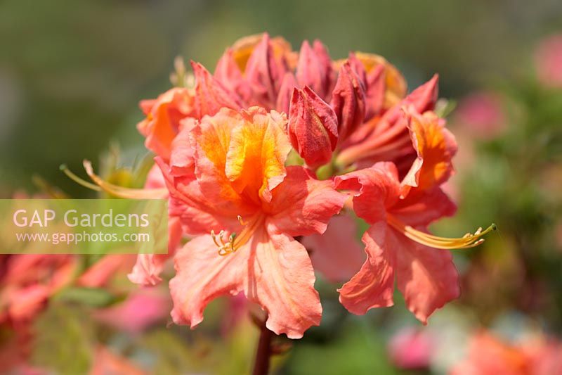Rhododendron 'Mount St. Helens'