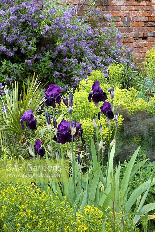 Blue and yellow planting scheme with Iris, Solanum 'Glasnevin', Euphorbia and Genista