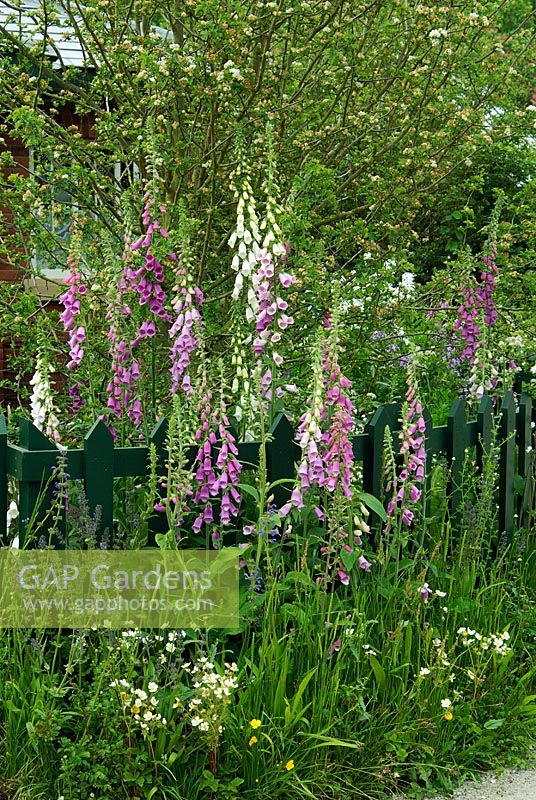 Digitalis purpurea and wild flowers growing beside fence in a small front garden - The Thomas Telford Tollhouse Garden, Chelsea 2007