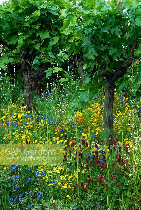 Wildflower cornfield annuals growing amongst grape vines in the Fetzer Sustainable Winery Garden, Chelsea 2007.  Winner of Gold Medal.